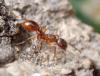 Myrmica sp.